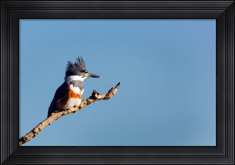Framed Belted Kingfisher On A Perch Print