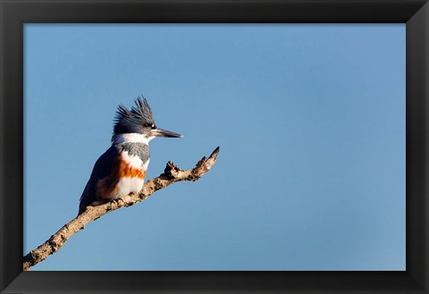 Framed Belted Kingfisher On A Perch Print