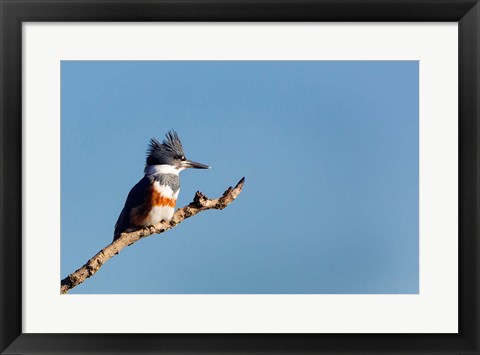 Framed Belted Kingfisher On A Perch Print