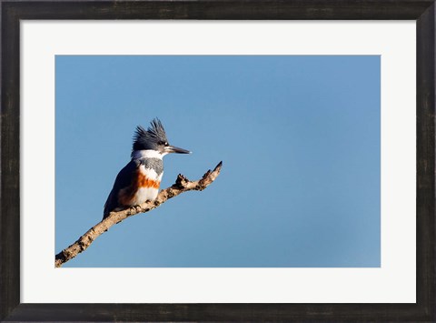 Framed Belted Kingfisher On A Perch Print