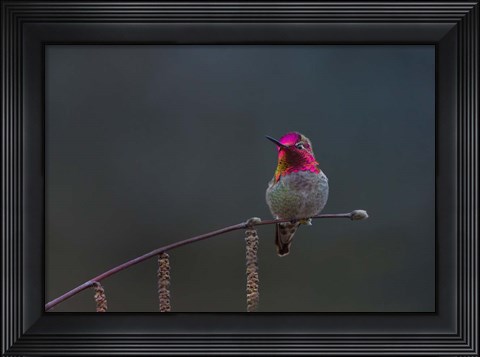 Framed Anna&#39;s Hummingbird Lashes Its Iridescent Gorget Print