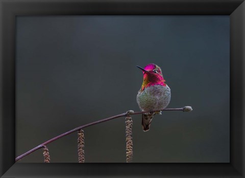 Framed Anna&#39;s Hummingbird Lashes Its Iridescent Gorget Print