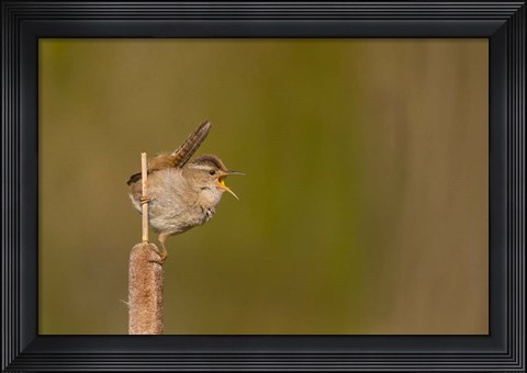 Framed Wren Sings From A Cattail In A Marsh On Lake Washington Print