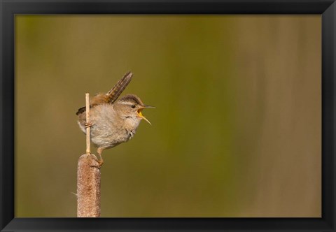 Framed Wren Sings From A Cattail In A Marsh On Lake Washington Print