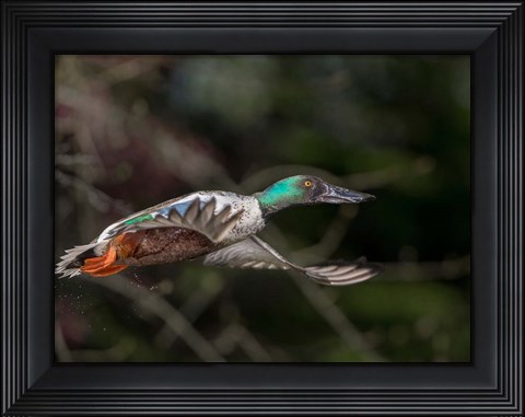 Framed Northern Shoveler In Flight Print