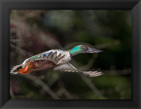 Framed Northern Shoveler In Flight Print