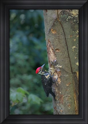 Framed Pileated Woodpecker Holing Out A Nest Print