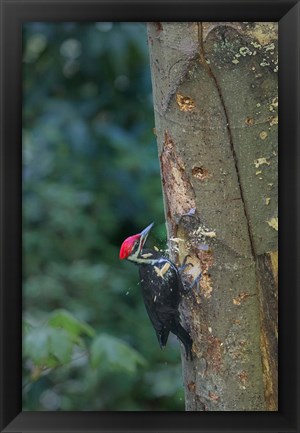 Framed Pileated Woodpecker Holing Out A Nest Print