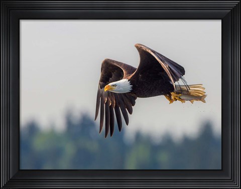 Framed Bald Eagle In Flight With Fish Over Lake Sammamish Print