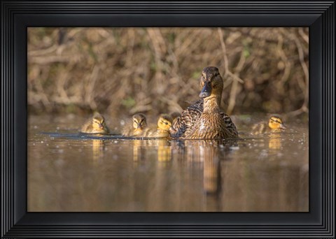 Framed Mallard Hen With Ducklings On The Shore Of Lake Washington Print