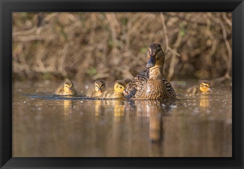 Framed Mallard Hen With Ducklings On The Shore Of Lake Washington Print