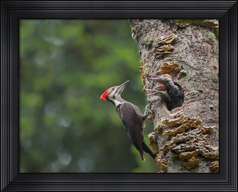 Framed Pileated Woodpecker With Begging Chicks Print