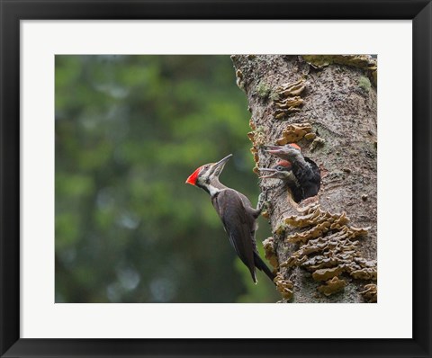 Framed Pileated Woodpecker With Begging Chicks Print