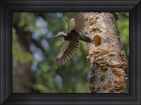 Framed Female Pileated Woodpecker Flies From Nest In Alder Snag Print