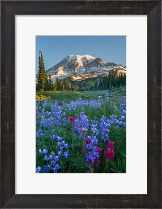 Framed Wildflowers And Mt Rainier At Mazama Ridge Print