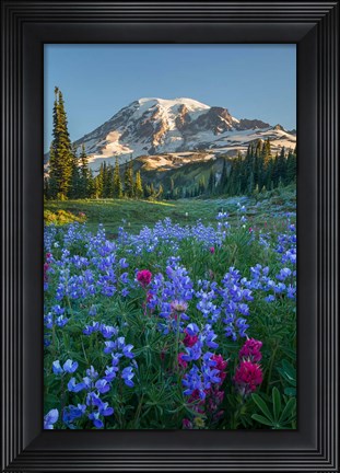 Framed Wildflowers And Mt Rainier At Mazama Ridge Print