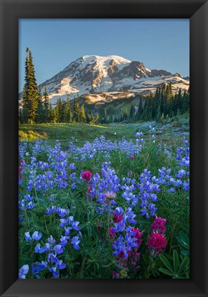 Framed Wildflowers And Mt Rainier At Mazama Ridge Print