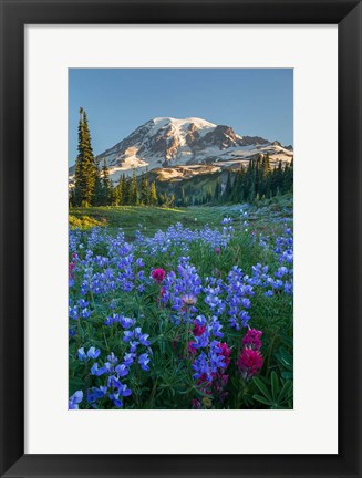 Framed Wildflowers And Mt Rainier At Mazama Ridge Print