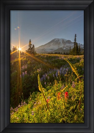 Framed Sunset At Mazama Ridge, Washington Print