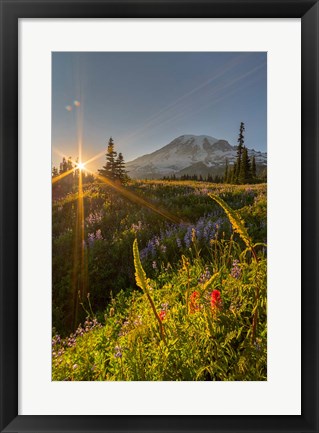 Framed Sunset At Mazama Ridge, Washington Print