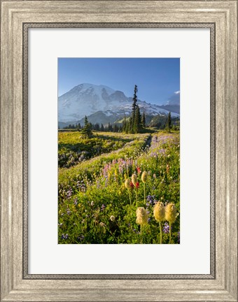 Framed Paradise Area Landscape Of Mt Rainier National Park Print