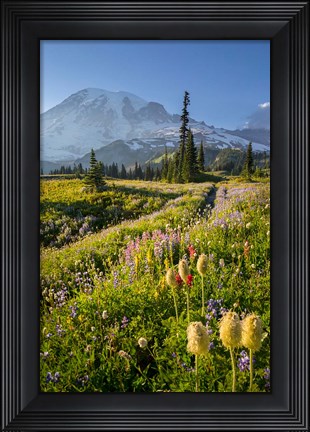 Framed Paradise Area Landscape Of Mt Rainier National Park Print