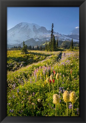 Framed Paradise Area Landscape Of Mt Rainier National Park Print