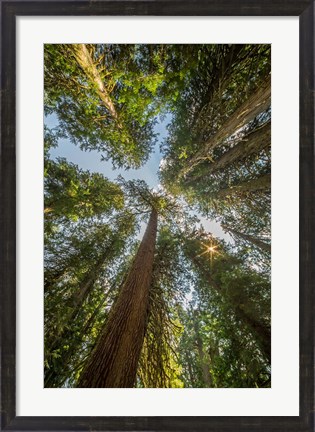 Framed Tall Conifers At The  Grove Of The Patriarchs, Mt Rainier National Park Print