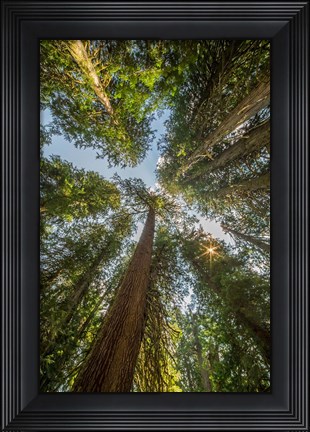 Framed Tall Conifers At The  Grove Of The Patriarchs, Mt Rainier National Park Print