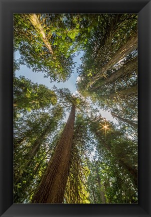 Framed Tall Conifers At The  Grove Of The Patriarchs, Mt Rainier National Park Print