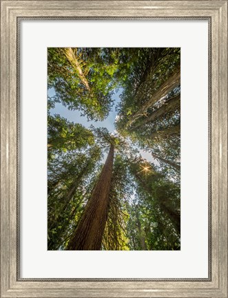 Framed Tall Conifers At The  Grove Of The Patriarchs, Mt Rainier National Park Print