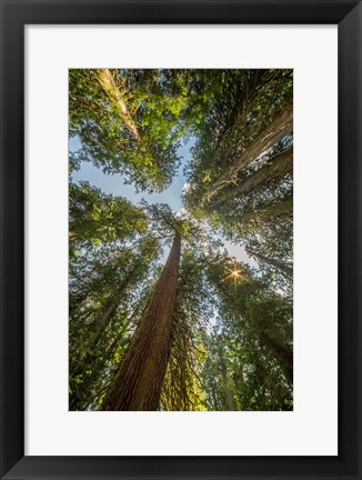 Framed Tall Conifers At The  Grove Of The Patriarchs, Mt Rainier National Park Print