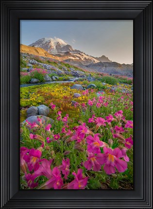 Framed Lewis&#39;s Monkeyflower Along The Panorama Trail Print
