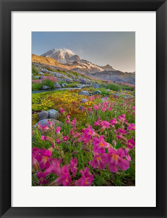 Framed Lewis&#39;s Monkeyflower Along The Panorama Trail Print