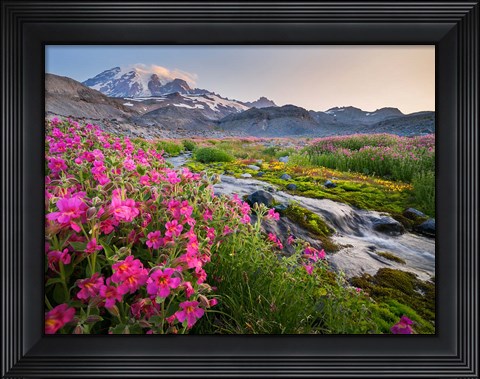 Framed Monkeyflowers Along The Paradise River Print