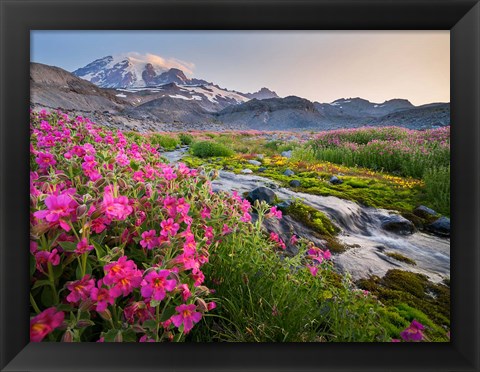 Framed Monkeyflowers Along The Paradise River Print