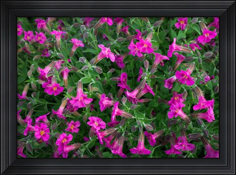 Framed Pattern Of Lewis&#39;s Monkeyflowers Print