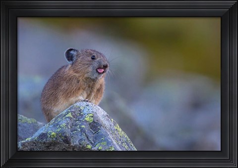 Framed Pika With Its Tongue Out Print