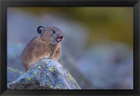 Framed Pika With Its Tongue Out Print