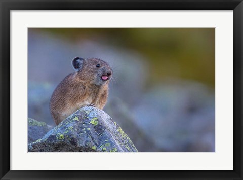 Framed Pika With Its Tongue Out Print