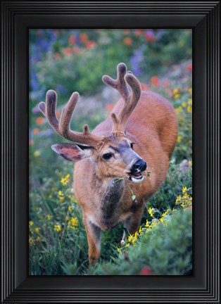Framed Black-Tailed Buck Deer In Velvet Feeding On Wildflowers Print