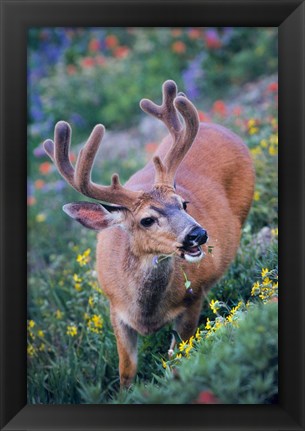 Framed Black-Tailed Buck Deer In Velvet Feeding On Wildflowers Print