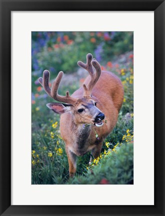 Framed Black-Tailed Buck Deer In Velvet Feeding On Wildflowers Print