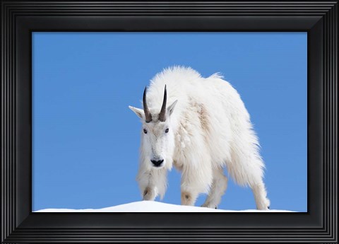Framed Close-Up Of A Mountain Goat Print