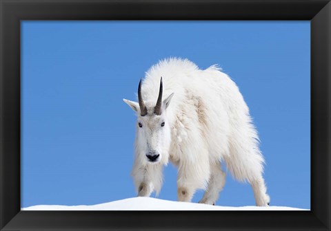 Framed Close-Up Of A Mountain Goat Print