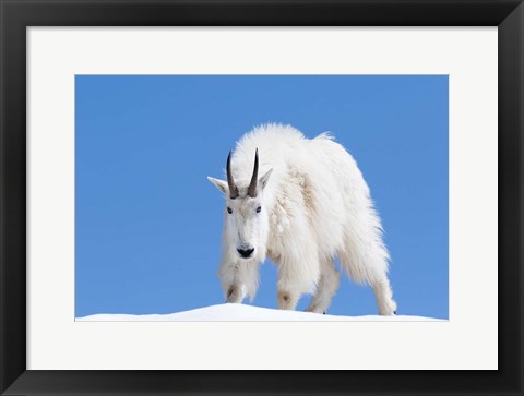 Framed Close-Up Of A Mountain Goat Print