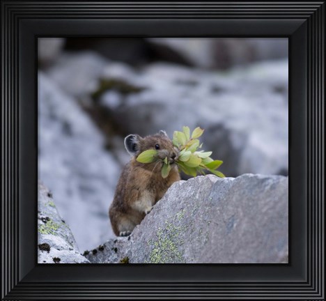Framed American Pika Collecting Leaves Print