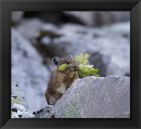 Framed American Pika Collecting Leaves Print