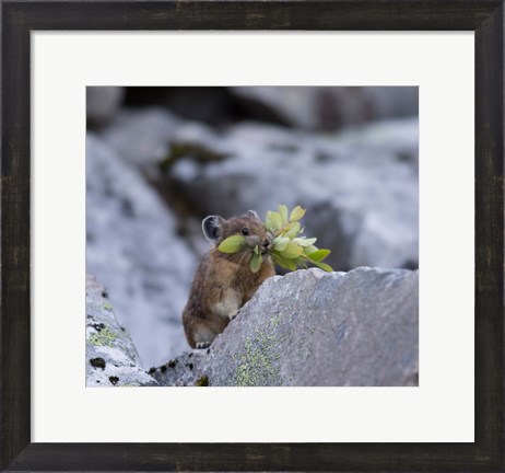 Framed American Pika Collecting Leaves Print
