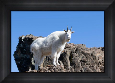 Framed Mountain Goat Climbing Rocks Print
